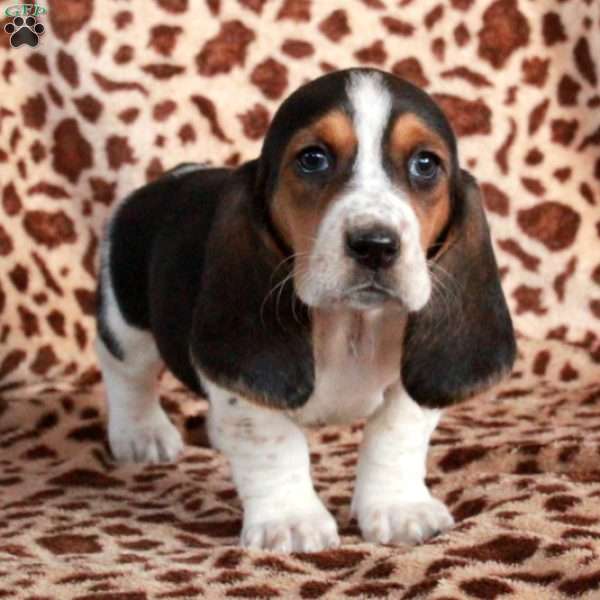 Kiri, Basset Hound Puppy