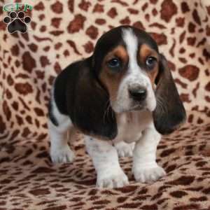 Kiri, Basset Hound Puppy