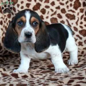 Kiri, Basset Hound Puppy