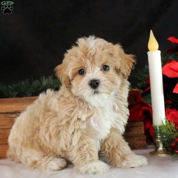 Kiri, Maltipoo Puppy