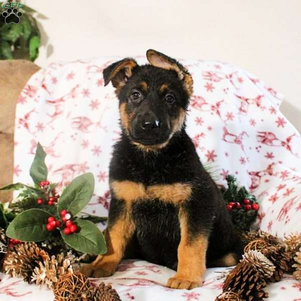 Kiri, German Shepherd Puppy