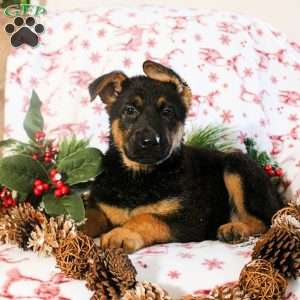 Kiri, German Shepherd Puppy