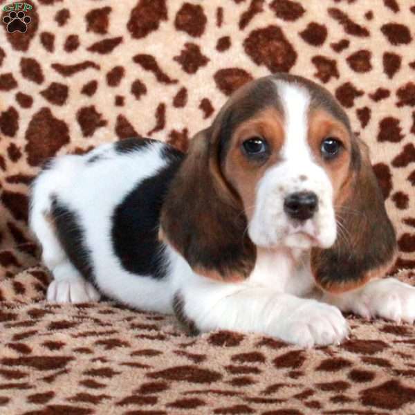 Kit, Basset Hound Puppy