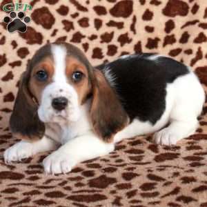 Kit, Basset Hound Puppy