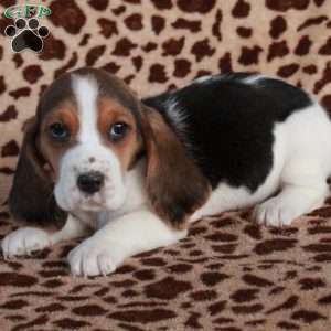 Kit, Basset Hound Puppy