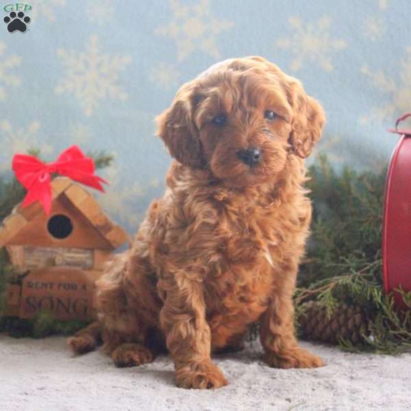 Kitty, Cavapoo Puppy