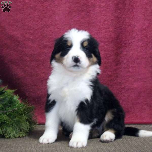 Knox, Bernedoodle Puppy