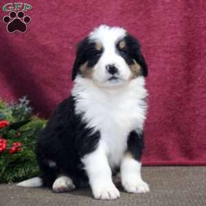 Knox, Bernedoodle Puppy