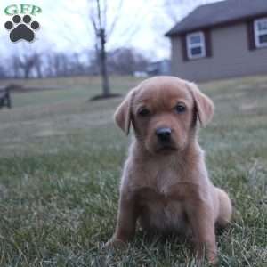 Koda, Fox Red Labrador Retriever Puppy