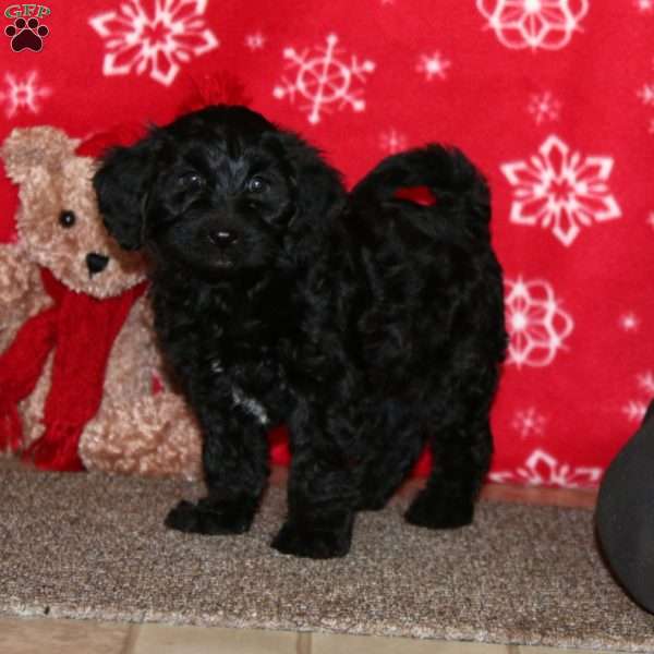 Kody, Labradoodle Puppy