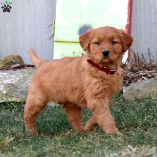 Kody, Golden Retriever Puppy