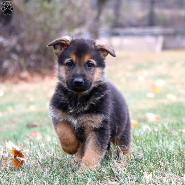 Kody, German Shepherd Puppy