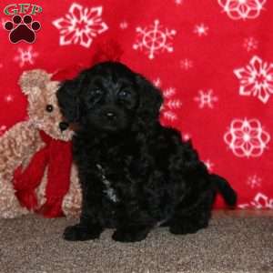 Kody, Labradoodle Puppy