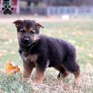 Kody, German Shepherd Puppy