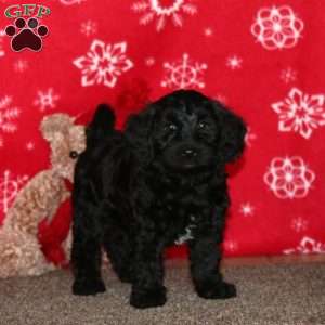 Kody, Labradoodle Puppy