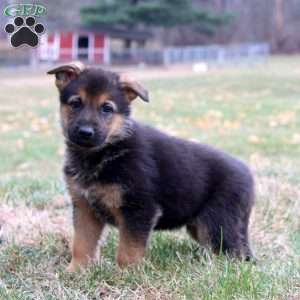 Kody, German Shepherd Puppy