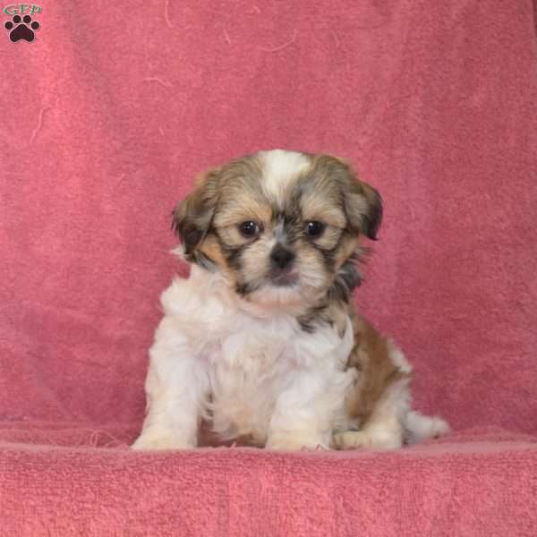 Kolby, Shih Tzu Puppy