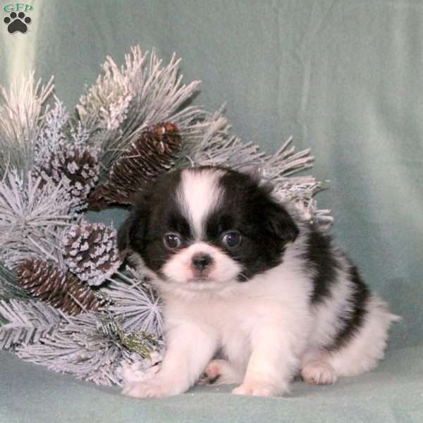 Kolt, Japanese Chin Puppy