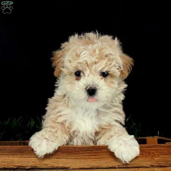 Kolton, Maltipoo Puppy