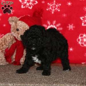 Kona, Labradoodle Puppy