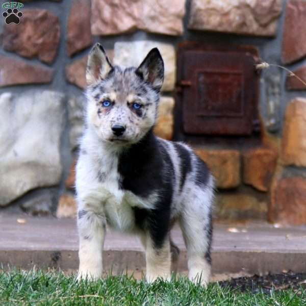 Kookie, Pomsky Puppy