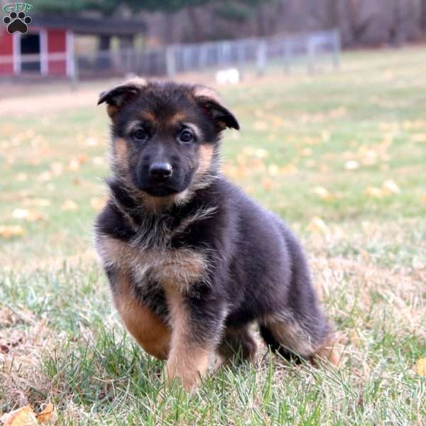 Kookie, German Shepherd Puppy