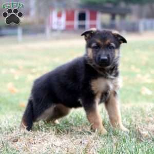 Kookie, German Shepherd Puppy