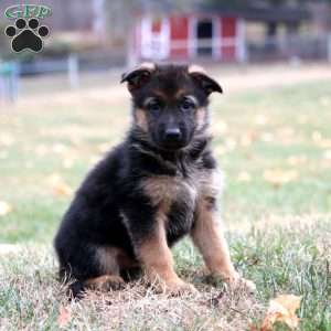 Kookie, German Shepherd Puppy