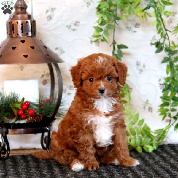 Kore, Cavapoo Puppy