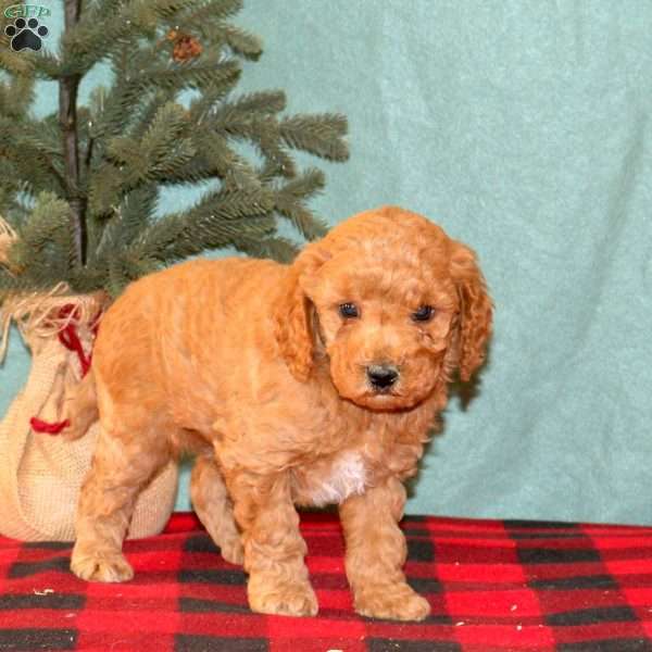 Korey, Mini Goldendoodle Puppy