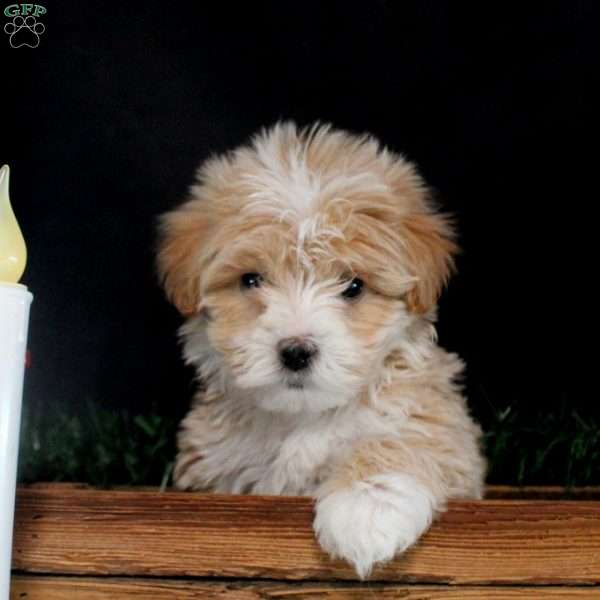 Korey, Maltipoo Puppy