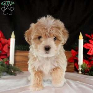 Korey, Maltipoo Puppy