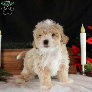 Korey, Maltipoo Puppy