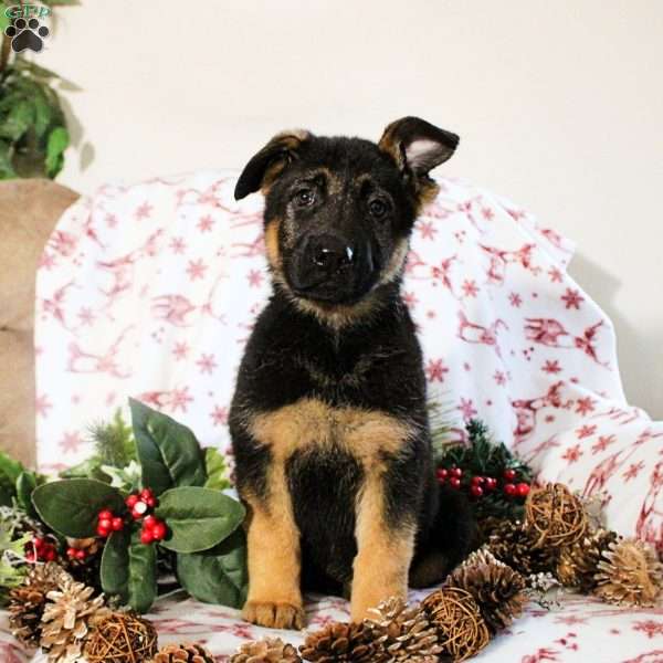 Korina, German Shepherd Puppy