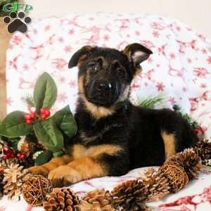 Korina, German Shepherd Puppy