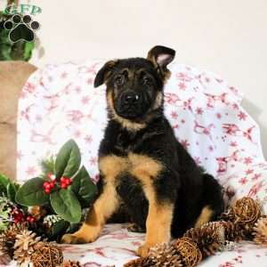 Korina, German Shepherd Puppy