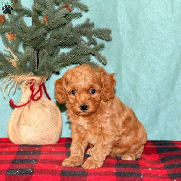 Krystal, Mini Goldendoodle Puppy