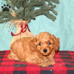 Krystal, Mini Goldendoodle Puppy