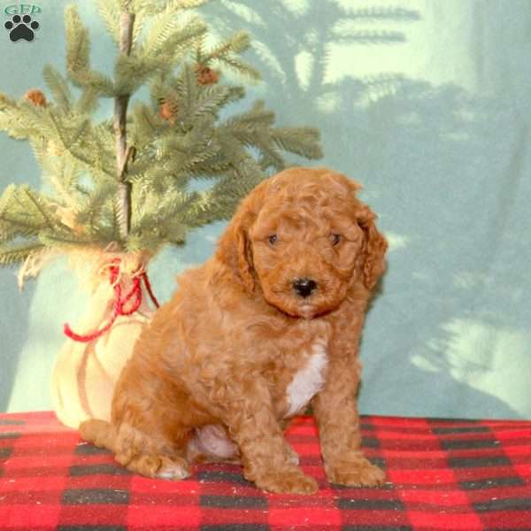 Kyle, Mini Goldendoodle Puppy