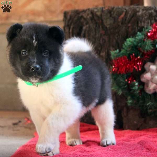 Kyle, Akita Puppy