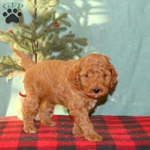 Kyle, Mini Goldendoodle Puppy