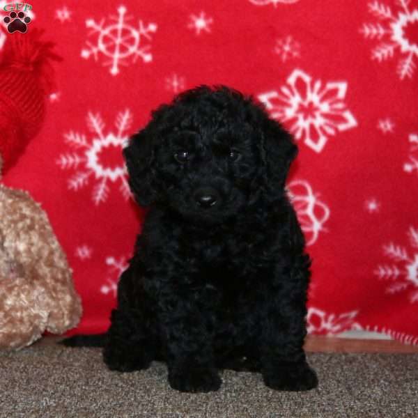 Kyle, Labradoodle Puppy