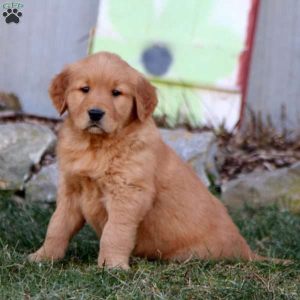 Kyle, Golden Retriever Puppy