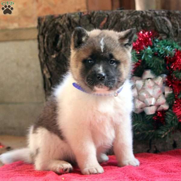 Kylie, Akita Puppy