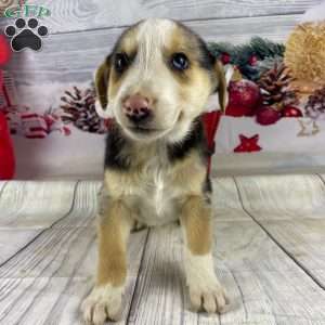 Jordan, Australian Shepherd Puppy