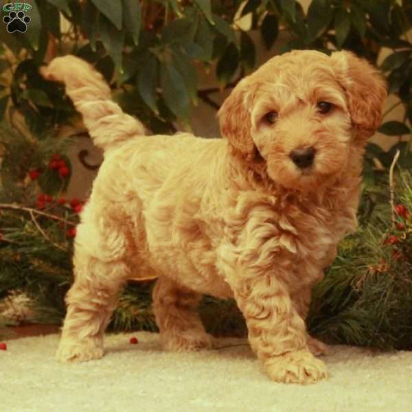 Lacey, Mini Goldendoodle Puppy