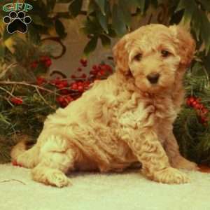 Lacey, Mini Goldendoodle Puppy