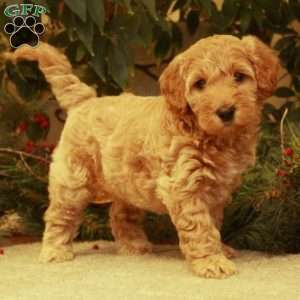 Lacey, Mini Goldendoodle Puppy