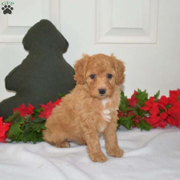 Lacy, Miniature Poodle Puppy