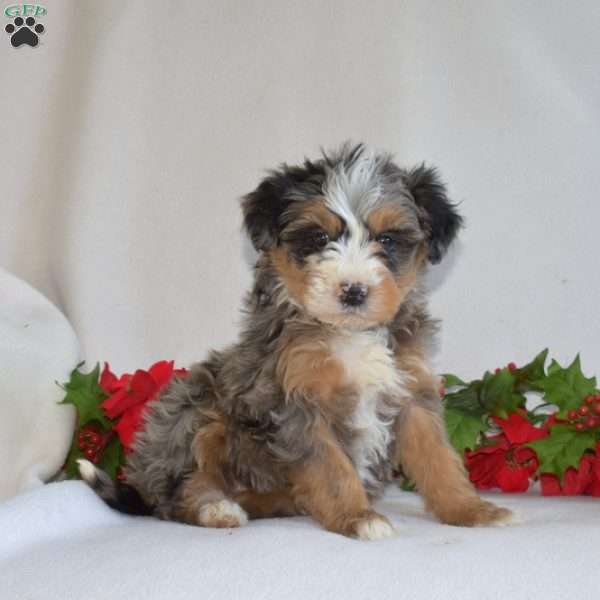 Lacy, Mini Bernedoodle Puppy